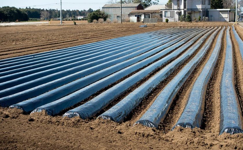 ポリ乳酸(にゅうさん)ってどんなプラスチック？やさしく解説します！